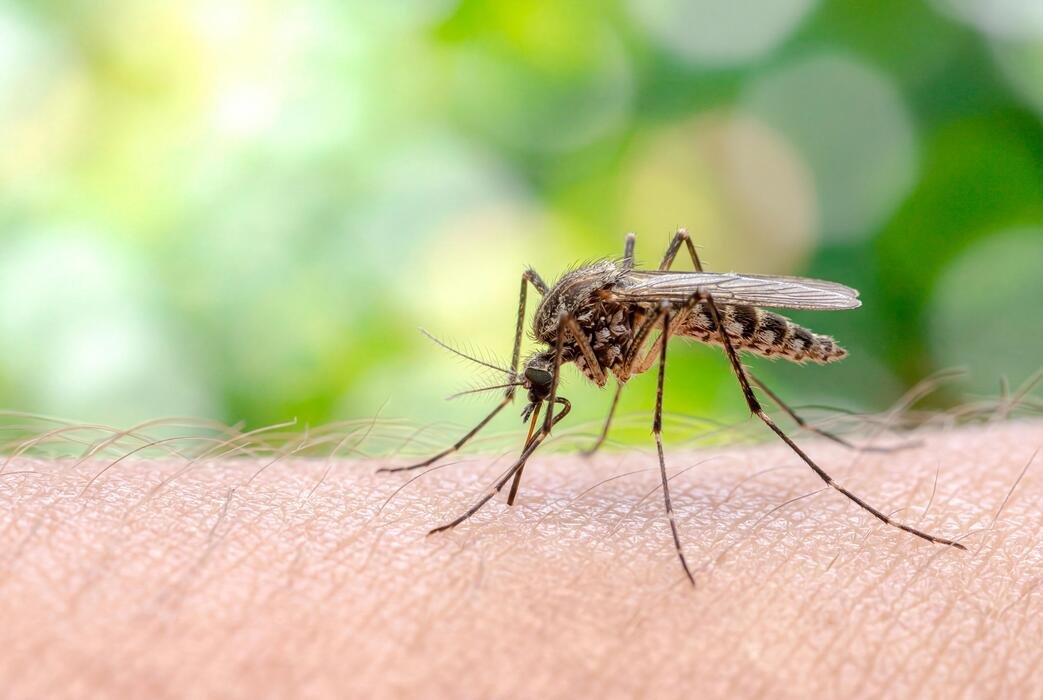 Mosquito Control Service
