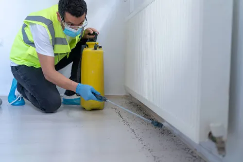 Ant Pest Control