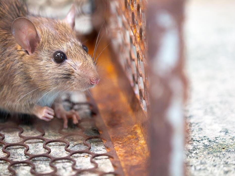 Rat & Rodents Pest Control